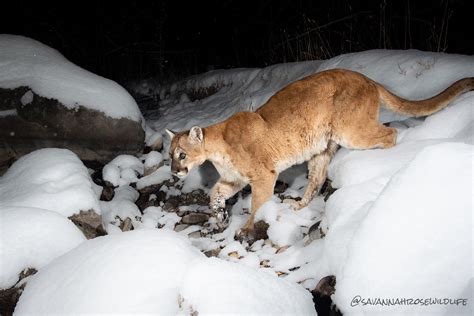 cougar unscramble|Spectacular Camera Trap Photo of Mountain Lion Shows.